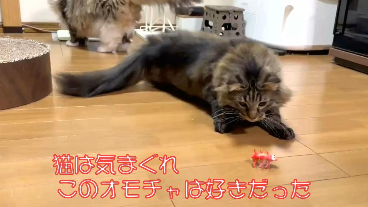 【後編】虫のおもちゃで猫たちは遊ぶかな? #猫が遊ぶ #猫にマタタビ #猫のオモチャ