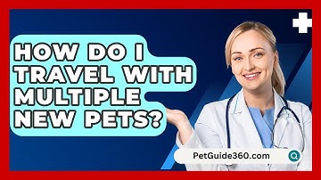 How Do I Travel With Multiple New Pets? - PetGuide360.com