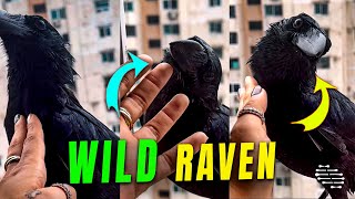 Lady Pets a Wild Raven That Often Rests by Her Window