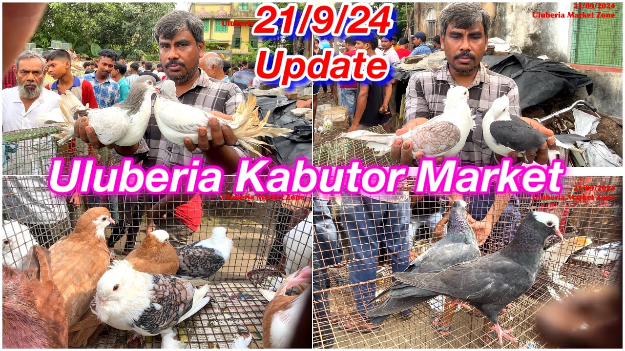 Uluberia Kabutor Market,21/9/24 price update today 