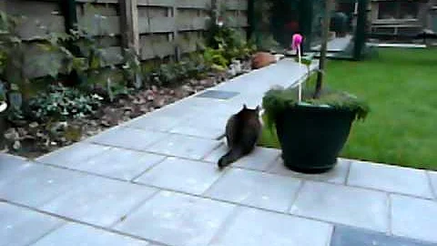 Video 324921: somali cat playing