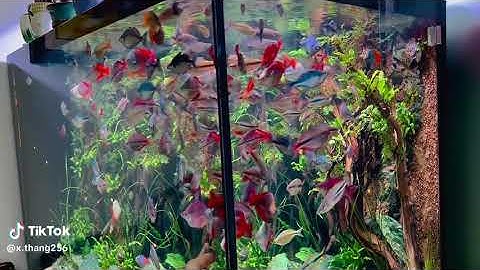 Bể Cá Cầu Vồng Layout Vách Siêu Đẹp - Xuan Thang