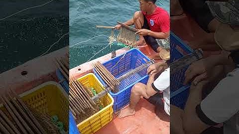 đánh câu kiều phú