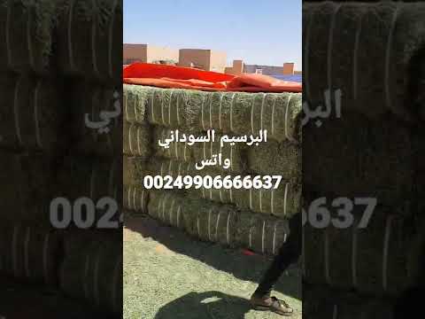 تصدير البرسيم السوداني