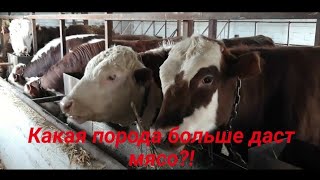 Стоит ли забивать быка на 3-ем месяце откорма?! Какая порода быков хорошо наберает вес.