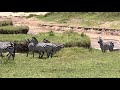 Great Migration Mara River Crossing