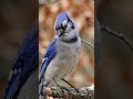 Sad bird subscribe to feed him
