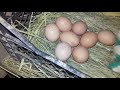 Яйца собираем вечером