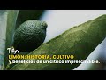 Limón: Historia, cultivo y beneficios de un cítrico imprescindible - TvAgro por Juan Gonzalo Angel