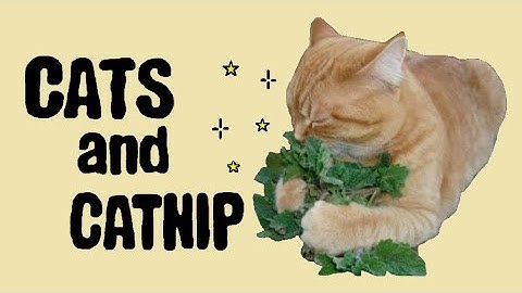CATS AND CATNIP: EFFECTS AND BENEFITS OF CATNIP