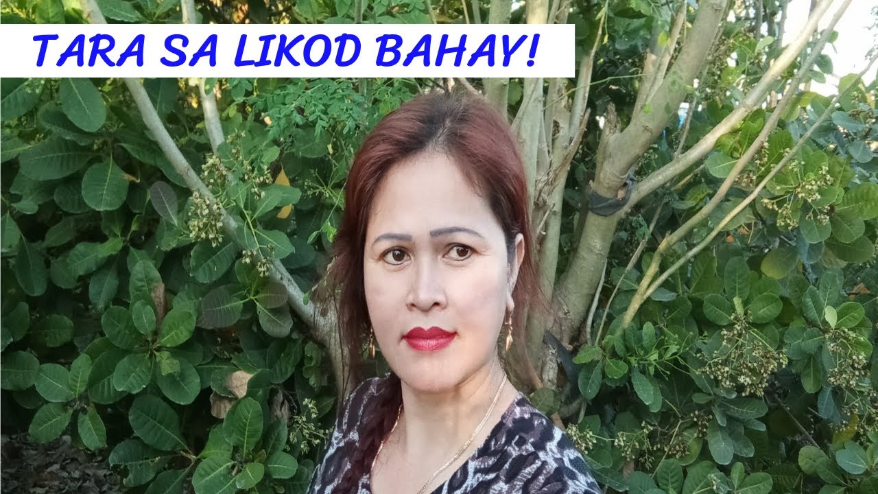 Bayabas pang langgas? | namitas ng halaman sa bakuran