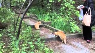 Гурзуф.Дикие.Коты живут у Черного моря в парке Крым.2015. Гурзуф.Дикие.Коты живут у Черного моря в парке Крым.2015.