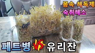  다이어트. 독소제거에 아주 좋은 숙주 수경재배~(  Diet. Good bean sprouts to remove toxins. )