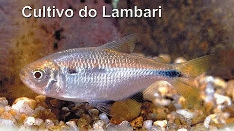 Qual é o tamanho do peixe Lambari?