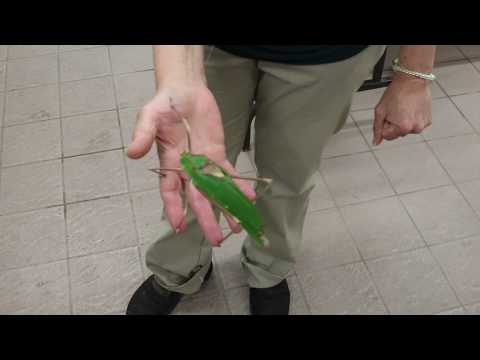 Vídeo: Un katydid mossega?