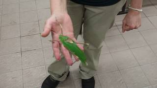 Noisy katydid!