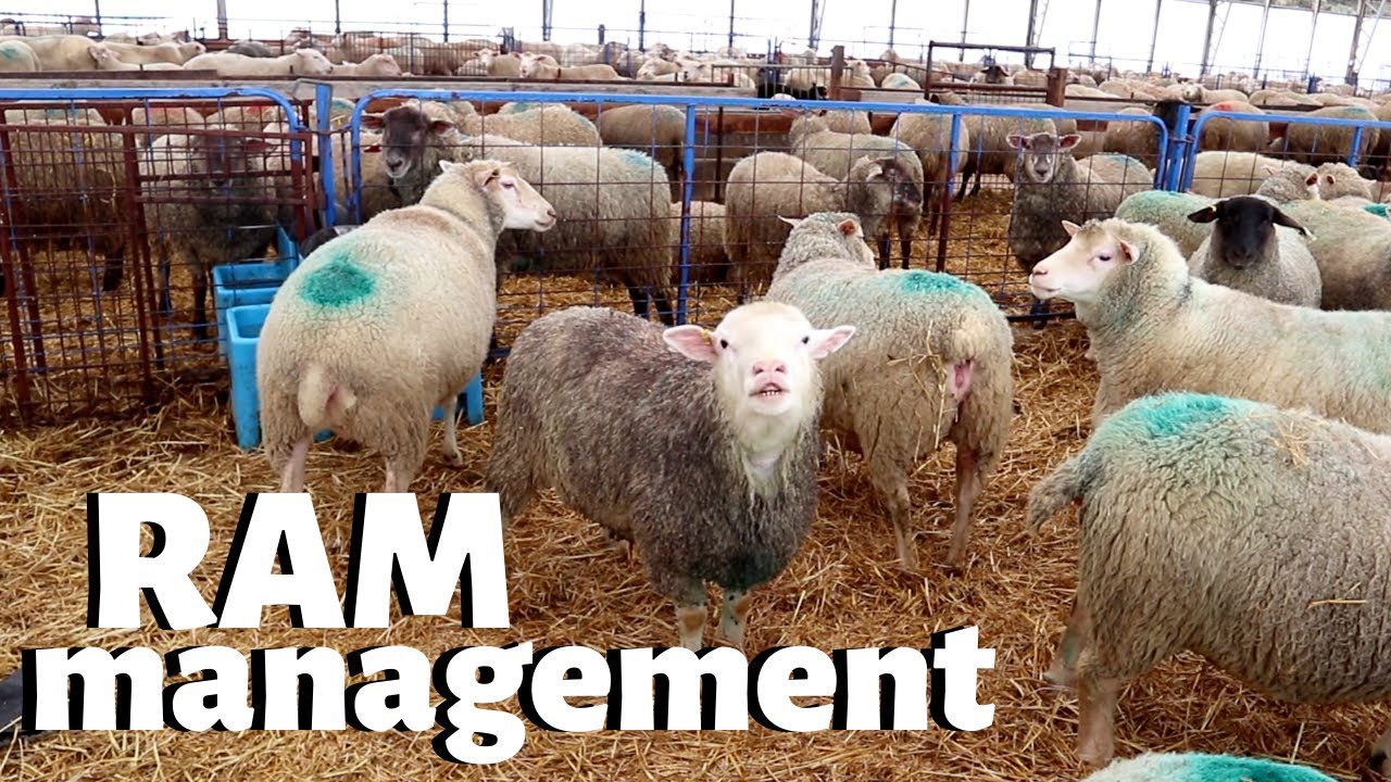 How we manage RAMS on our sheep farm. Vlog 226 YouTube