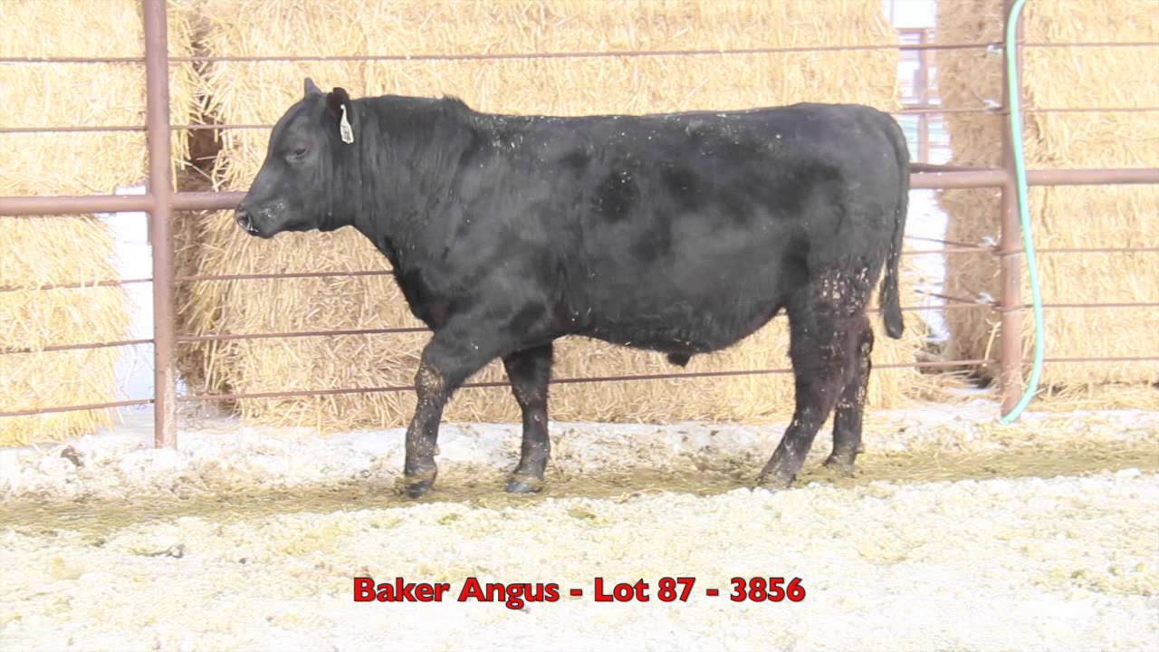 Baker Angus Lot 87 YouTube
