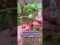 【片手簡単つる縛り】指で捻るだけ仮輪、キュウリトマトヘチマ対応～ #ハンドメイド教程 #便利裏ワザ