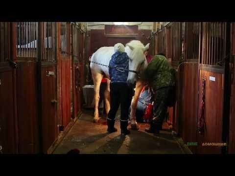 Операция по удалению меланомы у коня Василия