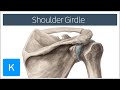 Diagram Of Shoulder - Webmds shoulder anatomy page provides an image of the parts of the shoulder and describes its related posts of diagram of shoulder muscles and tendons thigh muscle anatomy radiology.