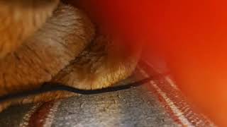 4K Usa Cleaning Bed Transparent Try-On Haul Withtryonleal