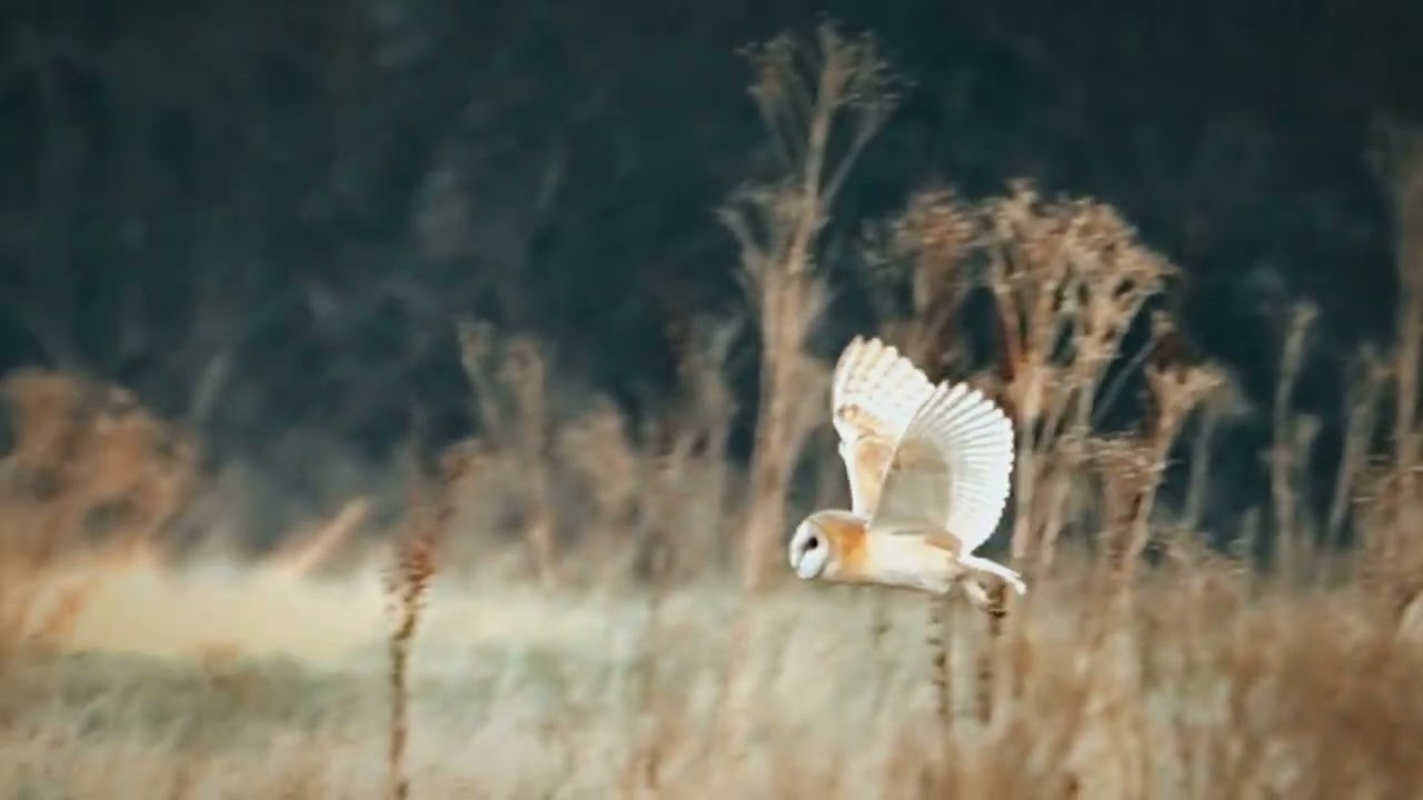 Barn owl