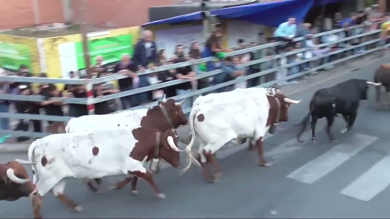 Primer Encierro Urbano   San Antolín 2025