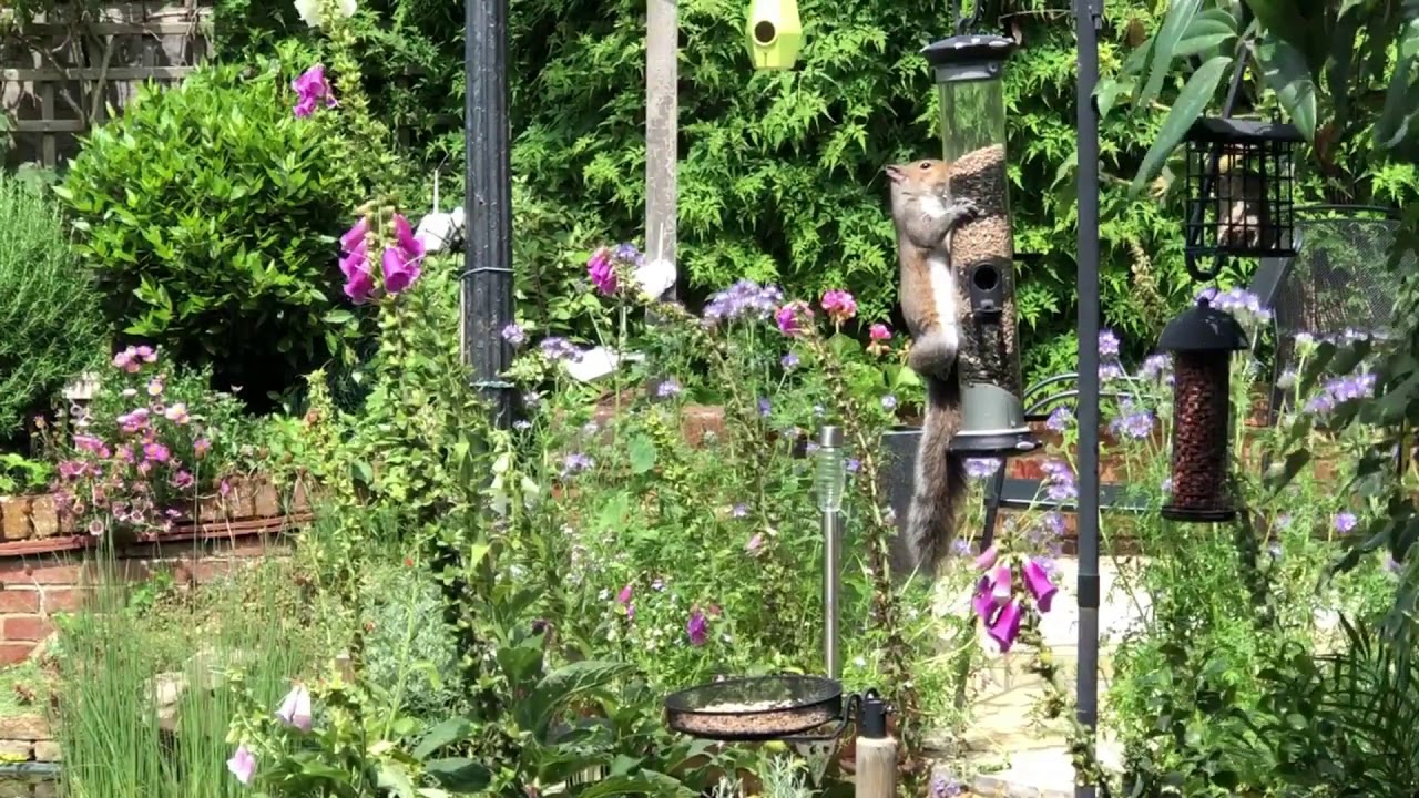 hedgehog meaning in hindi All you can eat buffet for this squirrel