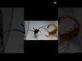 العقرب ضد عنكبوت الارمله السوداء 