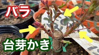 台芽について | | 篠宮バラ園