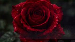 Սիրելիս / Sirelis #ArmenianMusic #sirelis #music