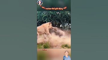 lợn rừng xui xẻo gặp phải sư tử cái liền đăng xuất khỏi trái đất #thegioidongvat #shortvideo#shosrts