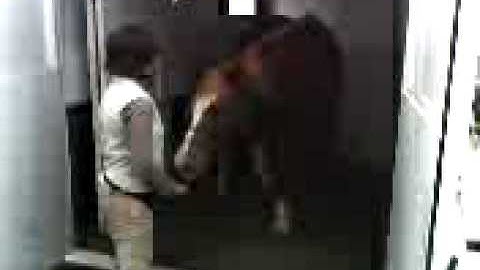 Point and Shoot Clicker Training Trailer Loading