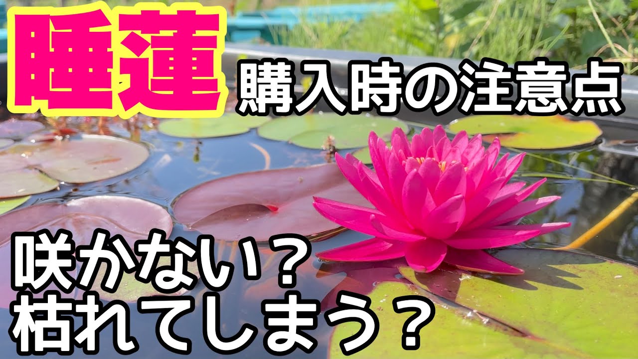 初心者向け 睡蓮鉢で育てる メダカ飼育セット(グレー)花色
