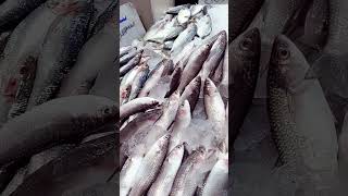 Fish market in Kuwait | Fish market | কুয়েতে বাংলাদেশি মাছ বাজার