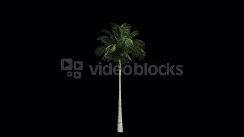 Palm tree in the breeze with alpha perfect for compositing