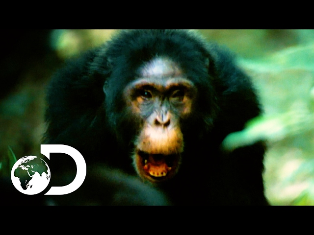 NEW | Rise of the Warrior Apes - YouTube