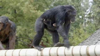 Chimpanzee Mahale gets an ultrasound