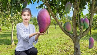 Harvesting Magic Mango in Forest to sell - 100 Days Building Farm Life
