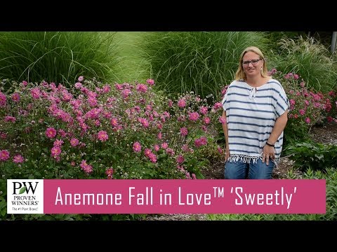 Anemone FALL IN LOVE™ 'Sweetly' | Walters Gardens
