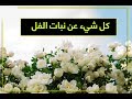 الفل من اجمل اشجار المزهرة-رعاية و معلومات عنها -(الرزاقي) Jasminum sambac#نباتات متسلقة