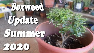 A Boxwood Trimming Update | Summer 2020 | Poor Man's Bonsai