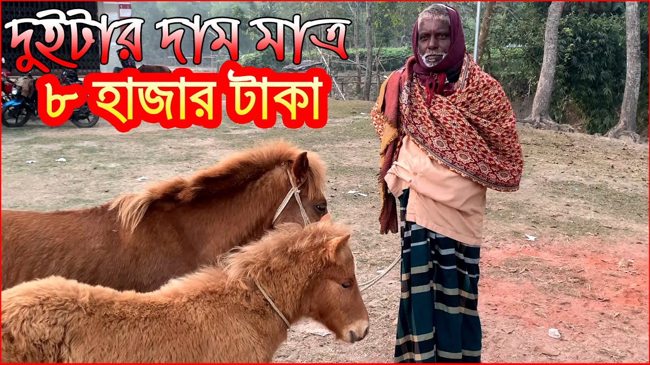 সবচেয়ে কম দামের ঘোড়া ! Horse Price In Bangladesh Horse Market In