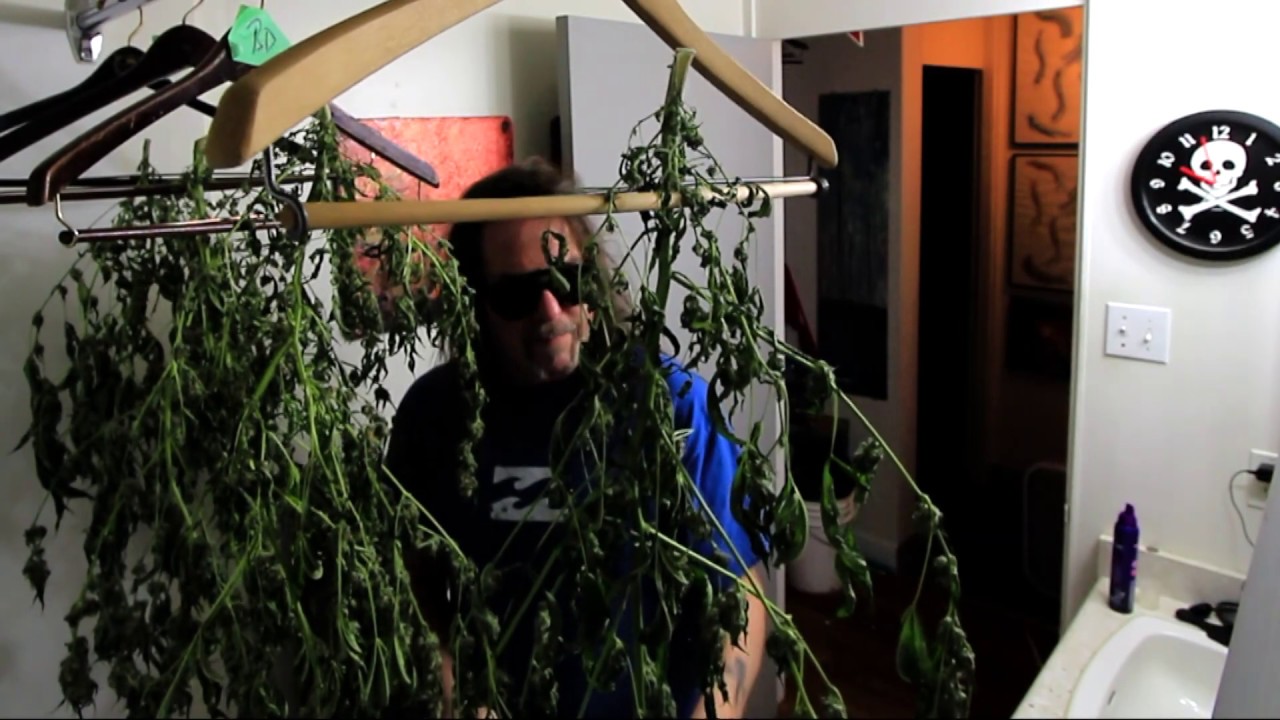 Trimming Harvested Marijuana & Preventing Mold on Cannabis Buds