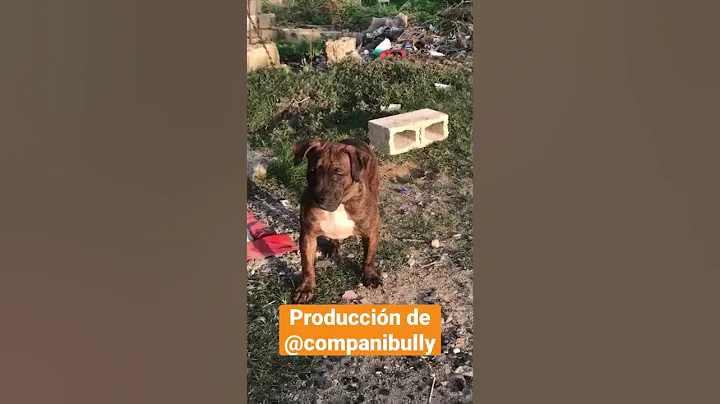 La Reyna Matilda