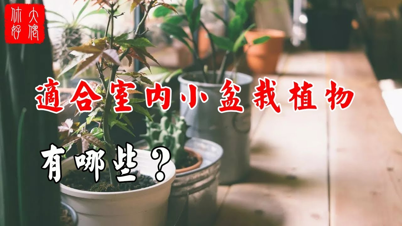 植物風水 適合室內小盆栽植物有哪些 旺財又好運 很多人不知道 Youtube