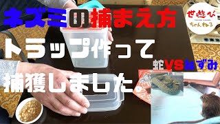 #ネズミ駆除 #アニマルトラップ ＃DIY【アニマルトラップ】 簡単なネズミ捕獲器の作り方。ネズミを捕獲・駆除する動画。最後にはペットのアオダイショウ、蛇のムギちゃんによる食物連鎖で幕を閉じました。