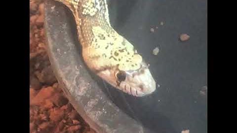 Thirsty Gopher Snake Drinks Water! "Do snakes drink water?" Meet my pet Gopher Snake Bandit