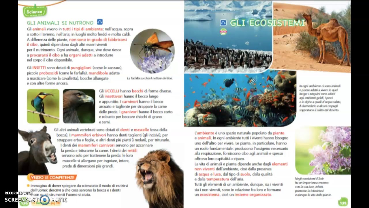 La catena alimentare e gli ecosistemi. - YouTube